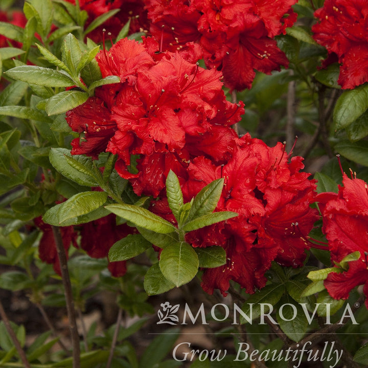 Azalea x 'Red Sunset' ~ Monrovia® Red Sunset Azalea (Exbury Hybrid)