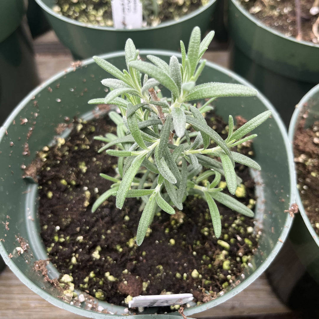 Rosemary