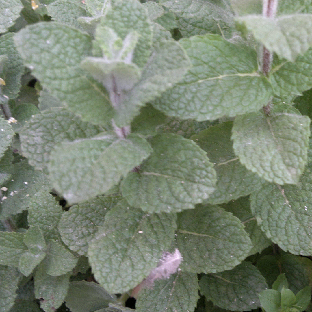 Mentha piperita ~ Peppermint