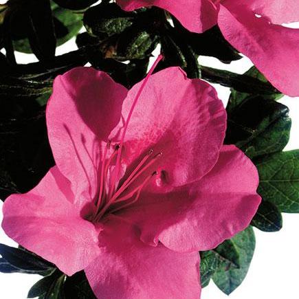 Rhododendron ‘Conlet’ ~ Encore® Autumn Carnival™ Azalea