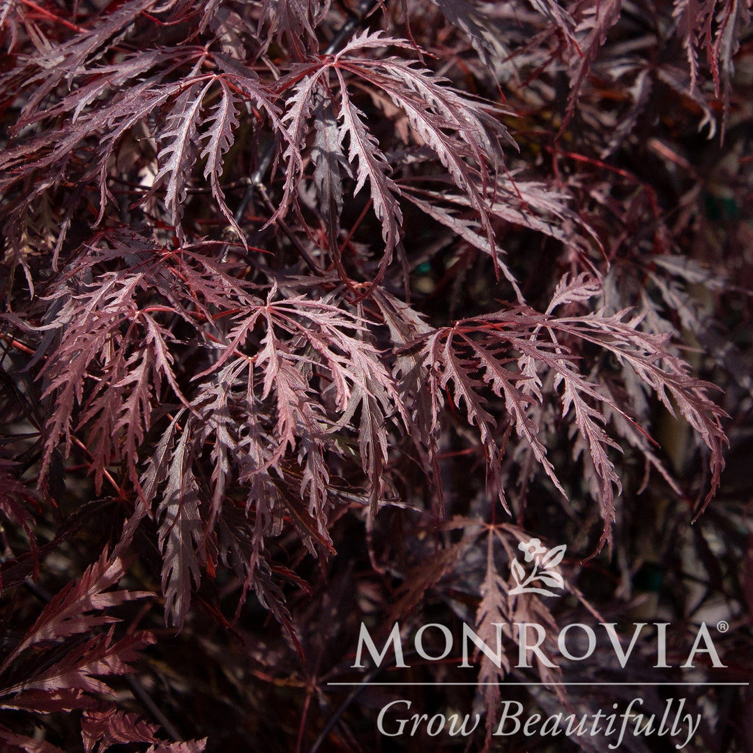Acer palmatum var. dissectum 'Tamukeyama' ~ Monrovia® Tamukeyama Japanese Maple