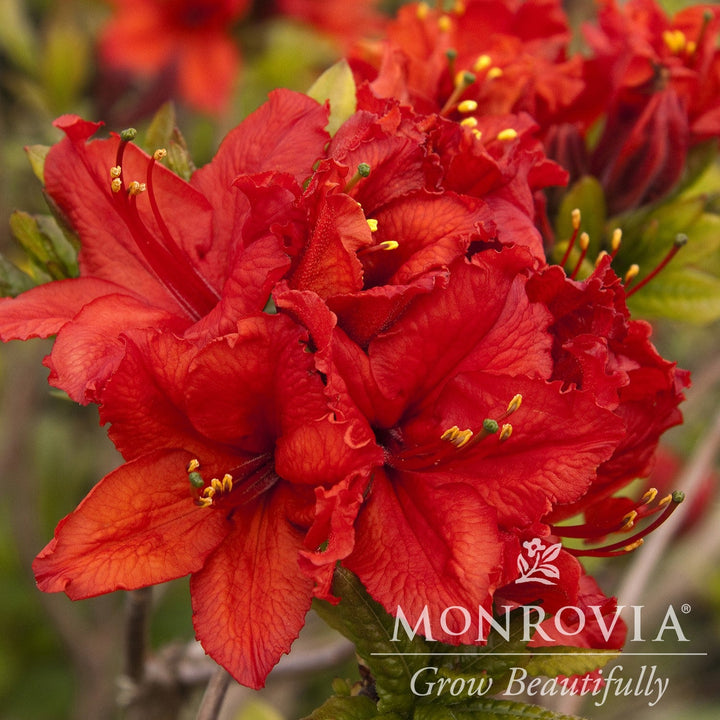 Azalea x 'Red Sunset' ~ Monrovia® Red Sunset Azalea (Exbury Hybrid)