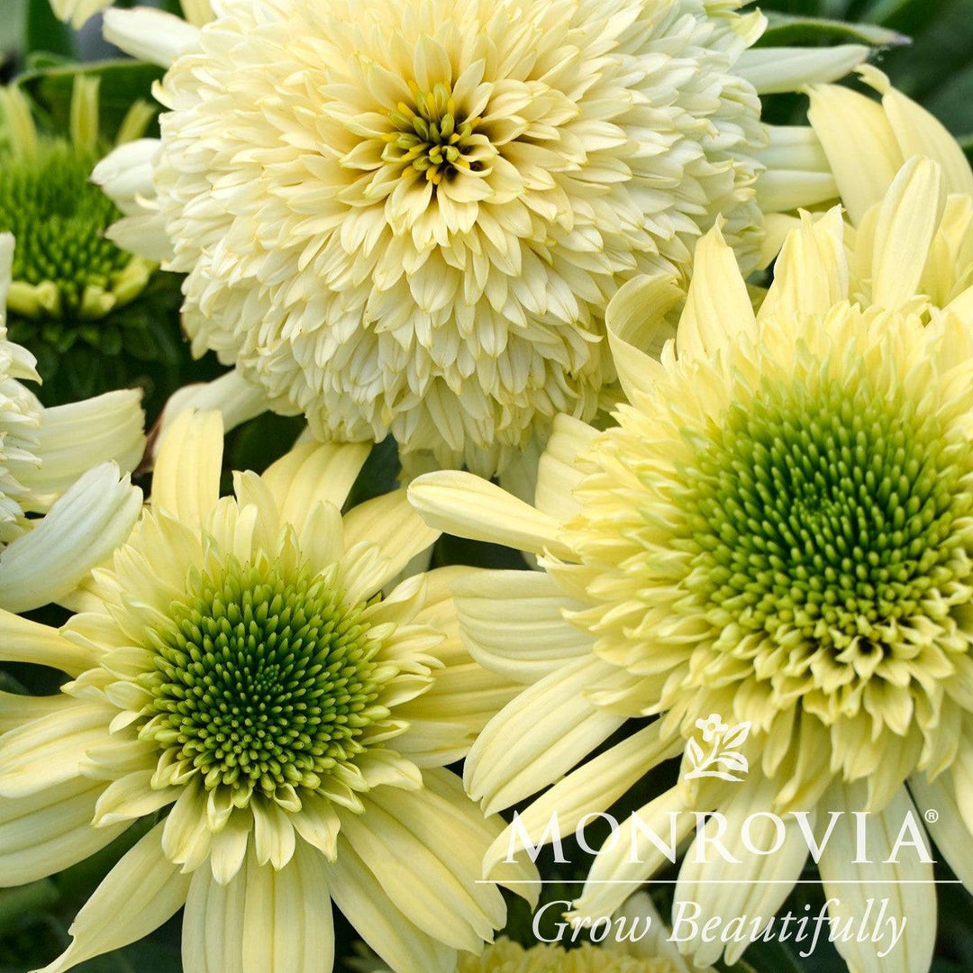 Echinacea 'Sundial Zenith' ~ Monrovia® Sundial Zenith Coneflower