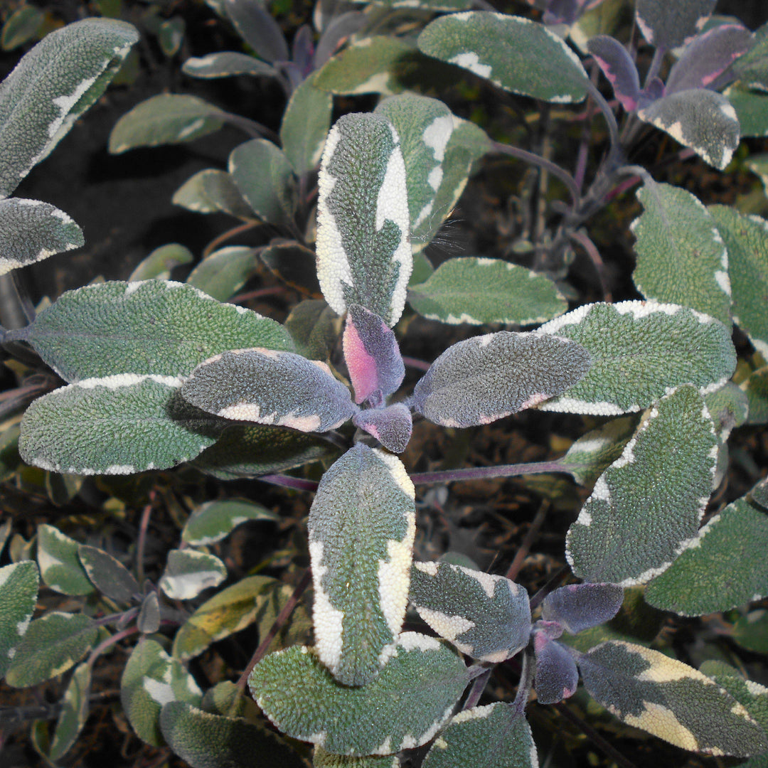 Salvia officinalis 'Tricolor' ~ Tricolor Culinary Sage