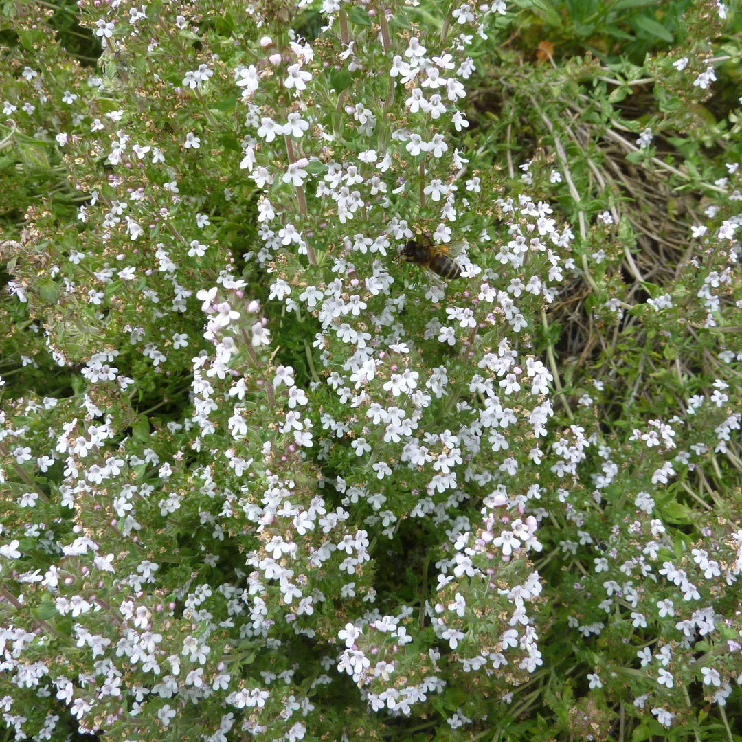 Thymus vulgaris 'English' ~ English Thyme