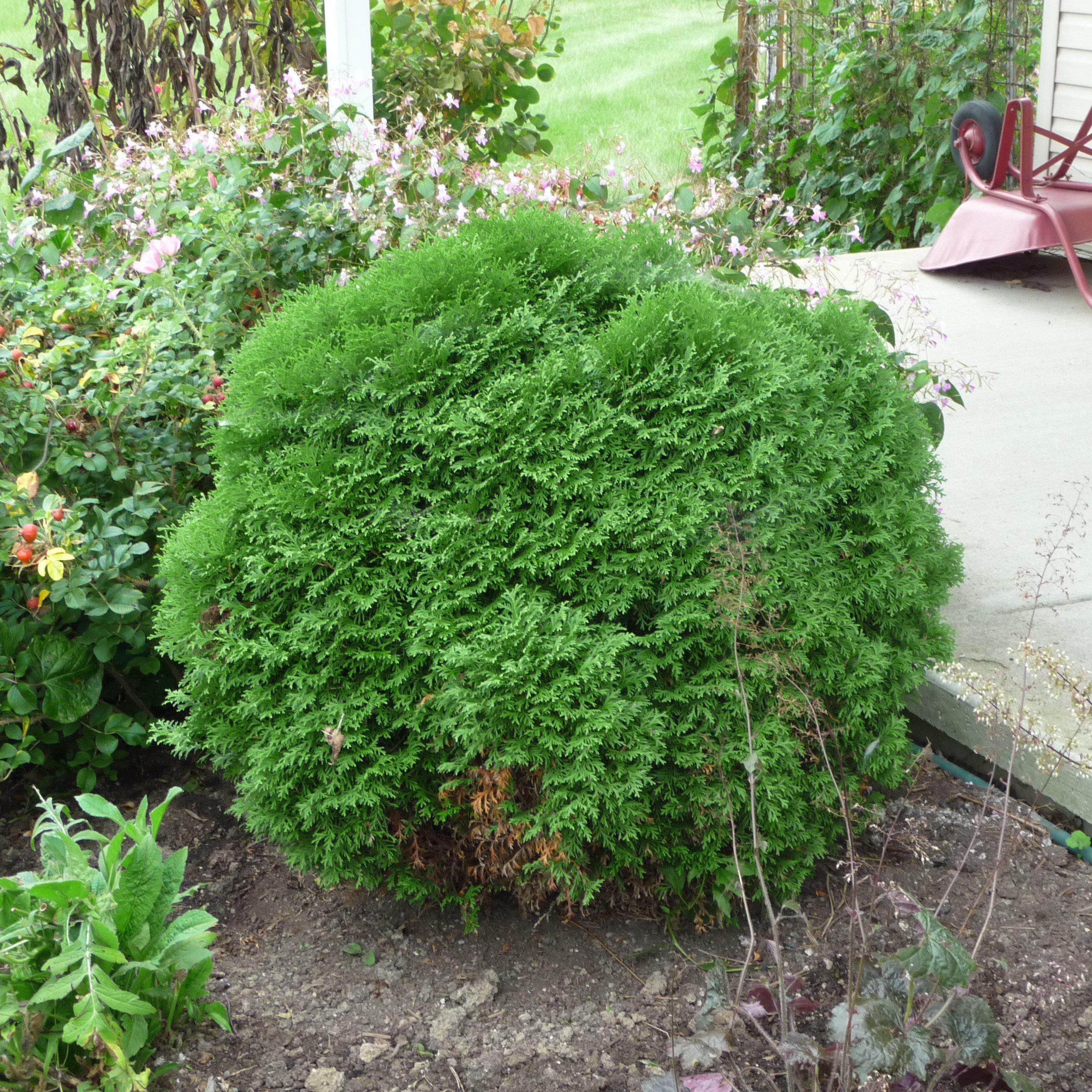 thuja little giant Thuja occidentalis 'Little Giant' ~ Little Giant Arborvitae – Glass Farm  Nursery