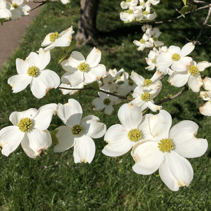 Cornus florida 'Super Princess' ~ Super Princess Dogwood