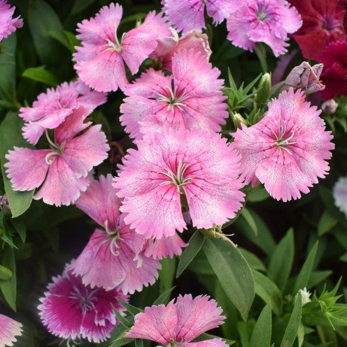 Dianthus spp, Pink ~ Dianthus, Pink