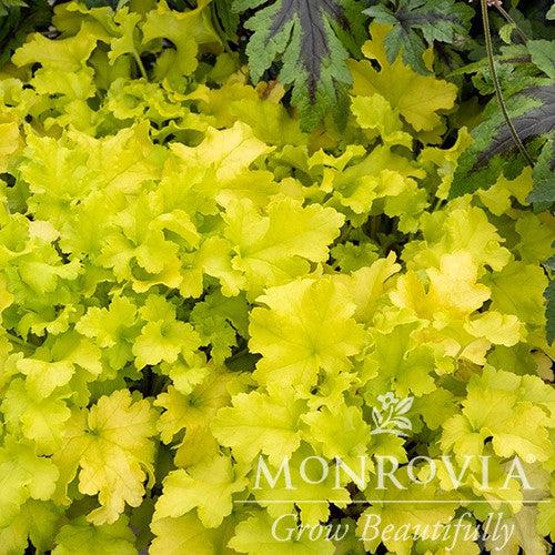 Heuchera ‘Lime Marmalade’ ~ Monrovia® Lime Marmalade Heuchera