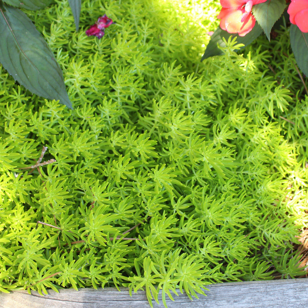 Sedum rupestre 'Lemon Ball' ~ Lemon Ball Stonecrop