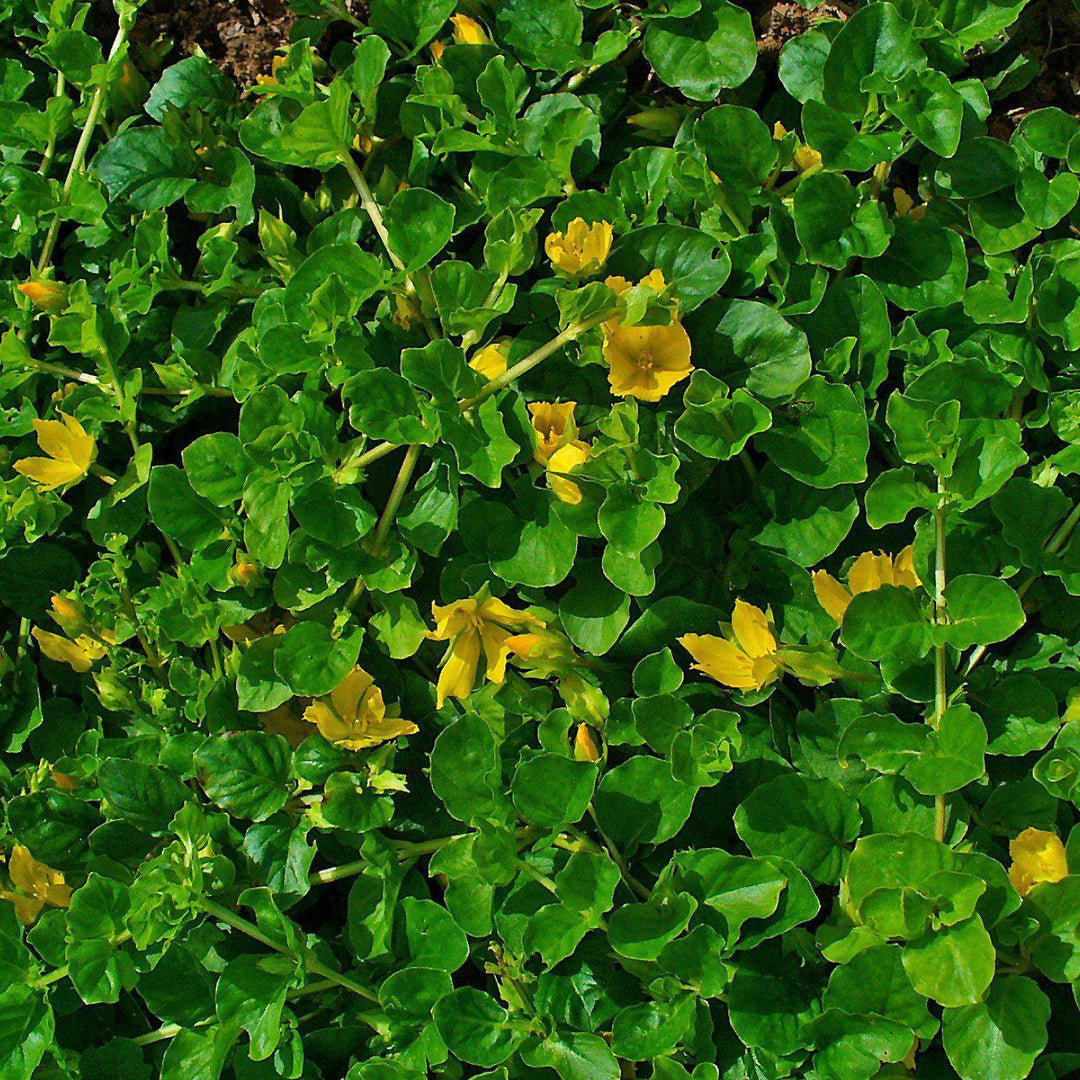 Lysimachia nummularia ~ Creeping Jenny