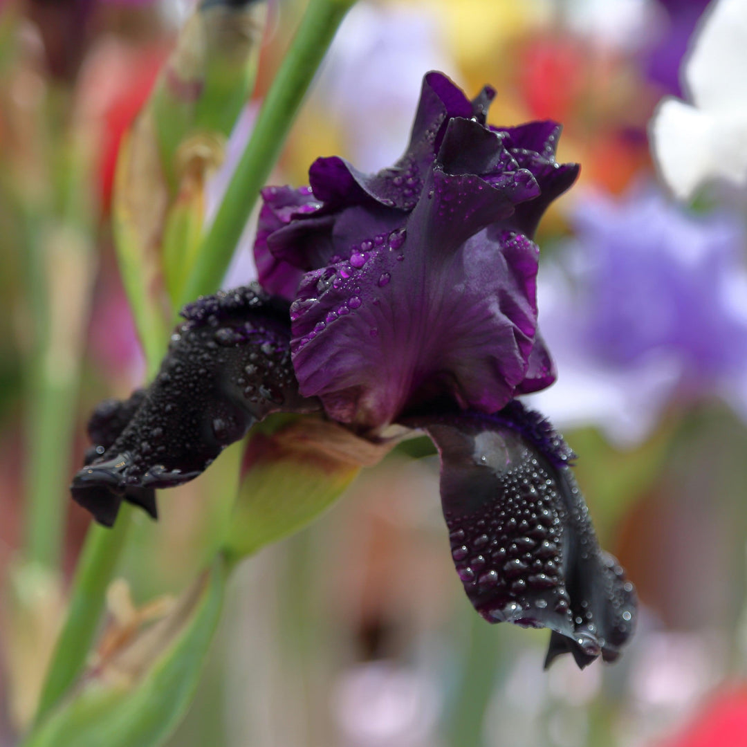 Iris germanica 'Sharp Dressed Man' ~ Sharp Dressed Man Bearded Iris