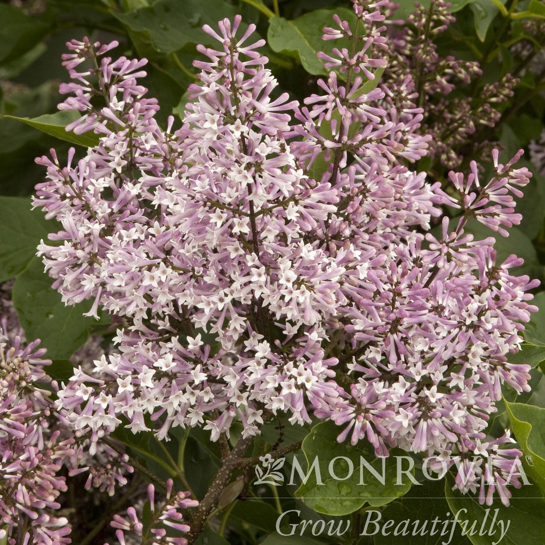 Syringa pubescens subsp. patula 'Miss Kim' ~ Monrovia® Miss Kim Manchurian Lilac