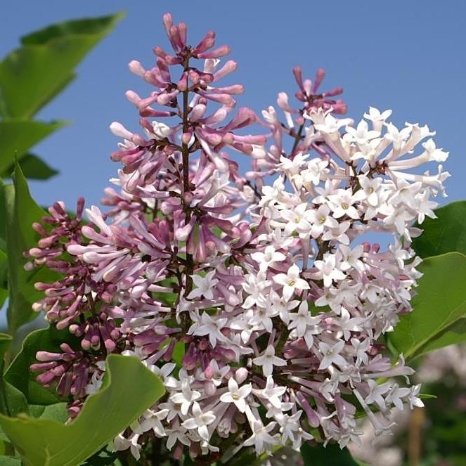 Syringa pubescens subsp. patula 'Miss Kim' ~ Miss Kim Manchurian Lilac