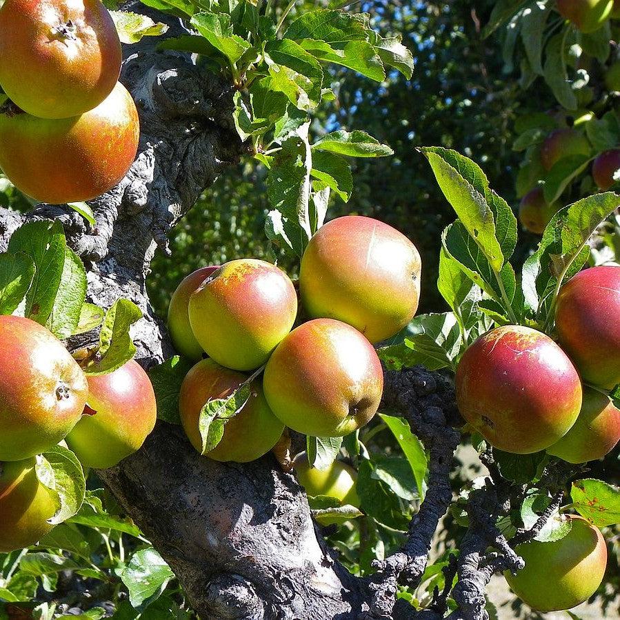 Malus domestica (assorted) ~ Monrovia® Apple Crisp Collection 5-in-1 Combo Apple