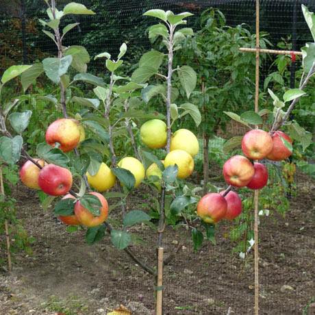 Malus domestica (assorted) ~ Monrovia® Apple Crisp Collection 5-in-1 Combo Apple