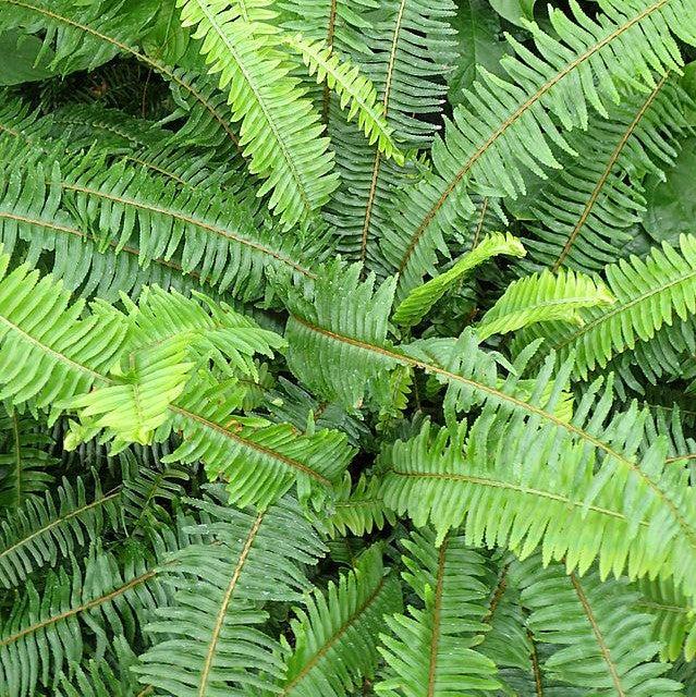 Kimberly Queen Fern - 14"