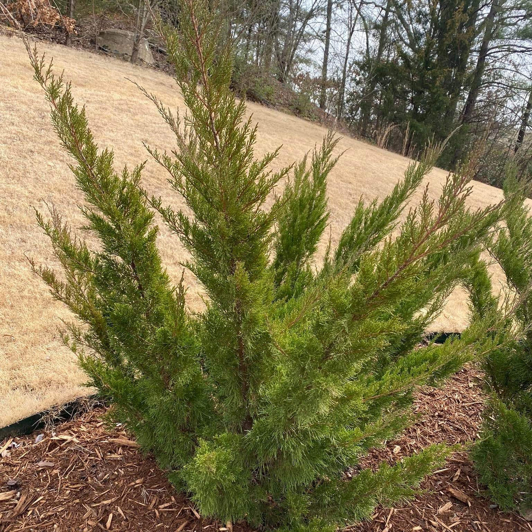 Juniperus x pfitzeriana 'Sea Green' ~ Sea Green Pfitzer Juniper