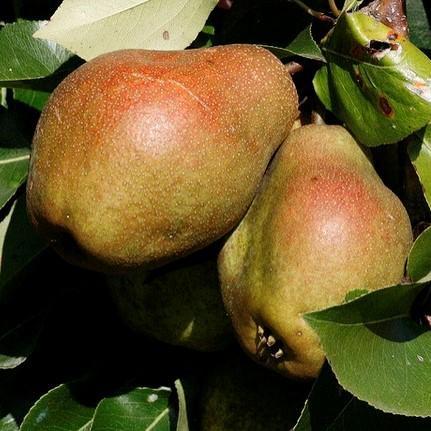 Pyrus communis 'Kieffer' ~ Kieffer Pear