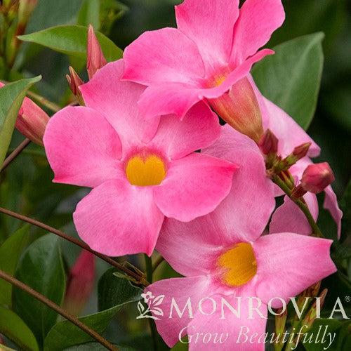 Mandevilla - 10" Pretty Pink