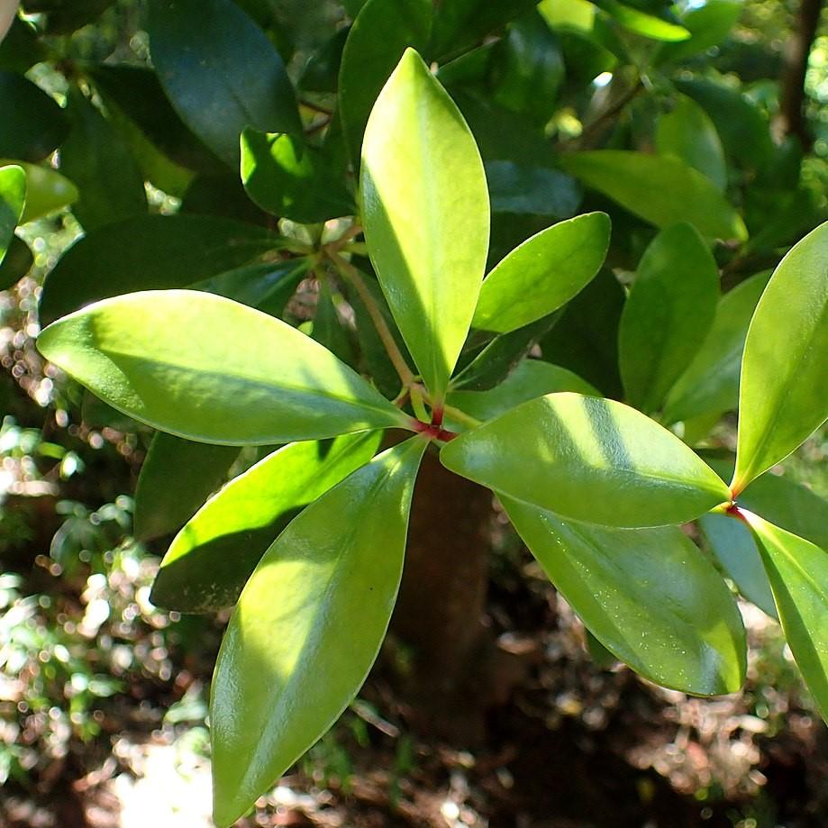 Ternstroemia gymnanthera 'Sotall' PP13680 ~ Bigfoot™ Cleyera
