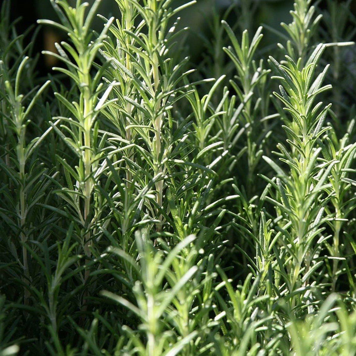 Rosemary