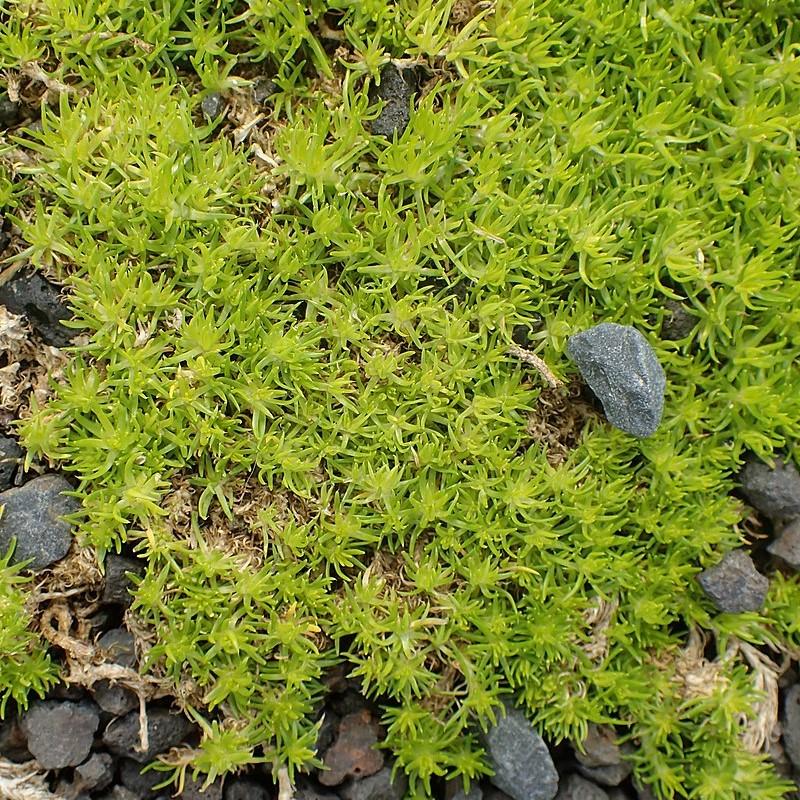Sagina subulata 'Aurea' ~ Scotch Moss