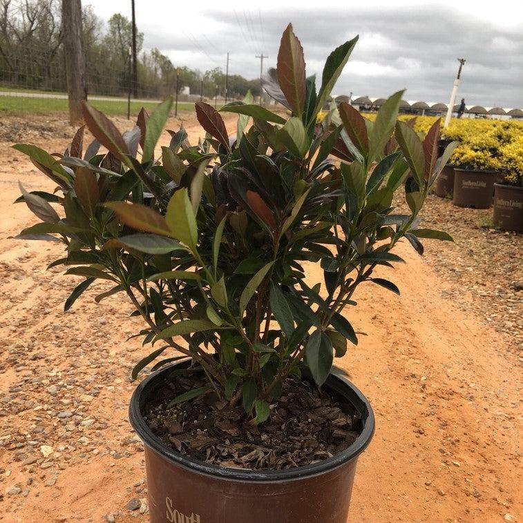 Viburnum odoratissimum 'Brant 01' PP30,449 ~ Coppertop™ Sweet Viburnum