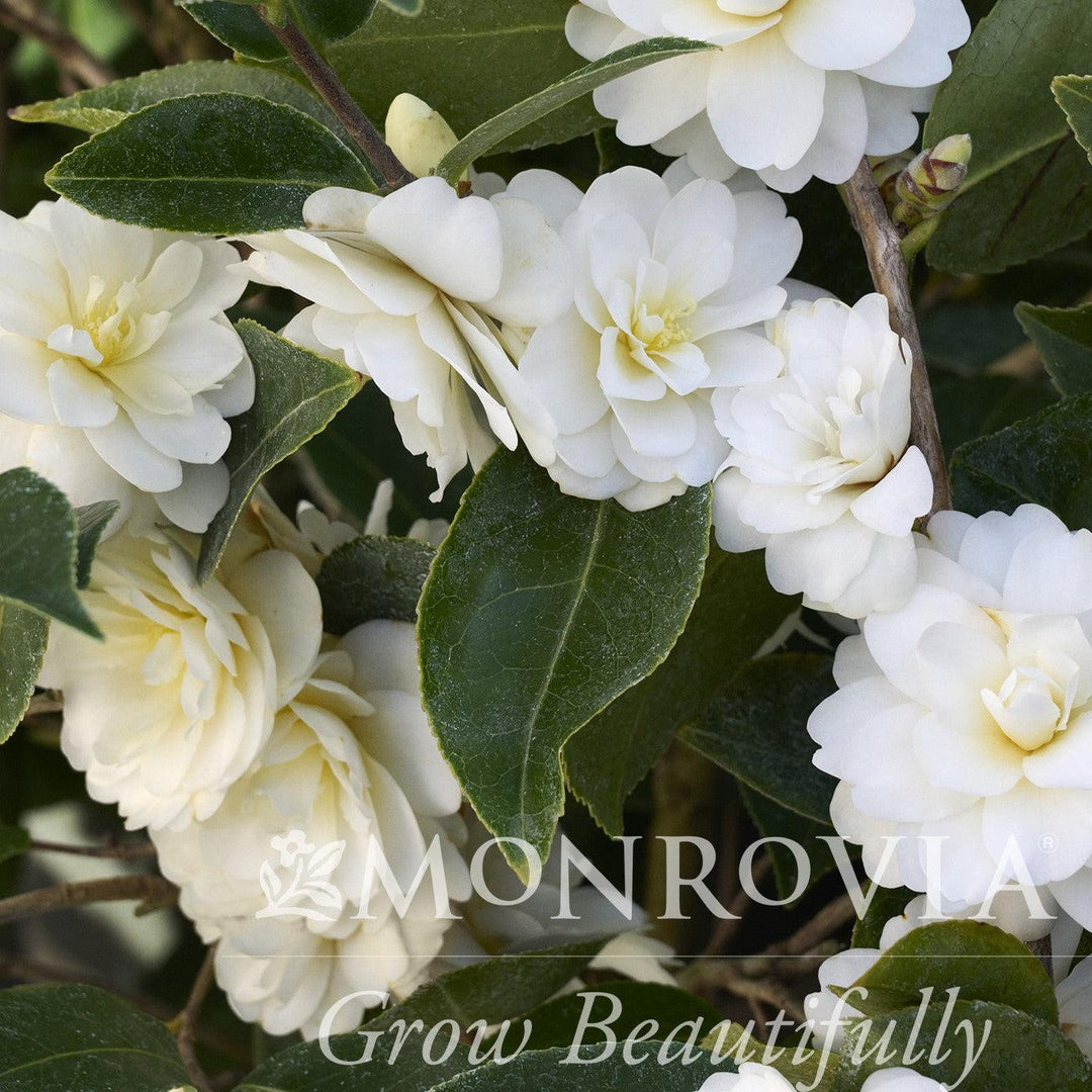 Camellia x 'Buttermint' ~ Monrovia® Buttermint Camellia