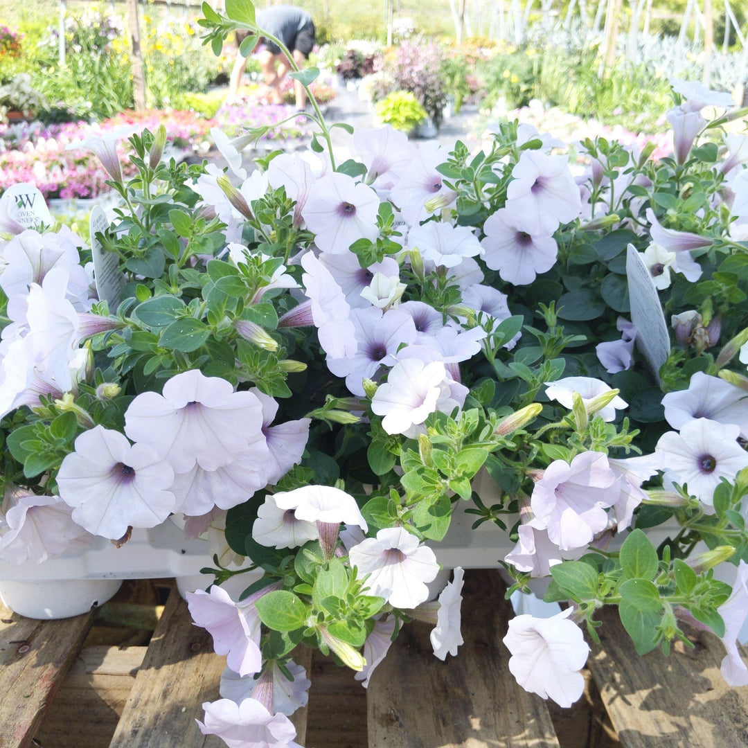 Petunia hybrid ‘Petwiblv’ ~ Supertunia® Trailing Silver Petunia