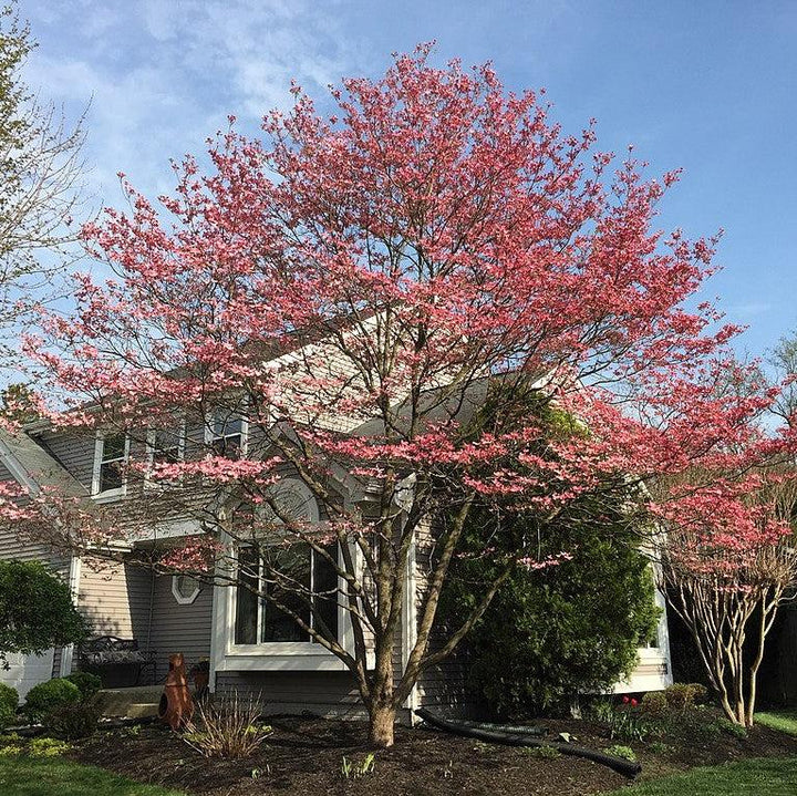 Cornus florida ~ Flowering Dogwood, Pink
