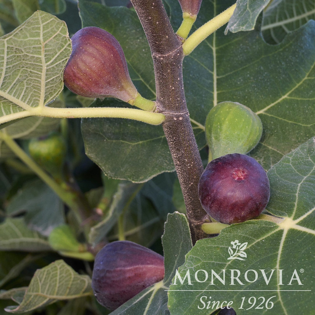 Ficus carica 'Chicago Hardy' ~ Monrovia® Chicago Hardy Fig