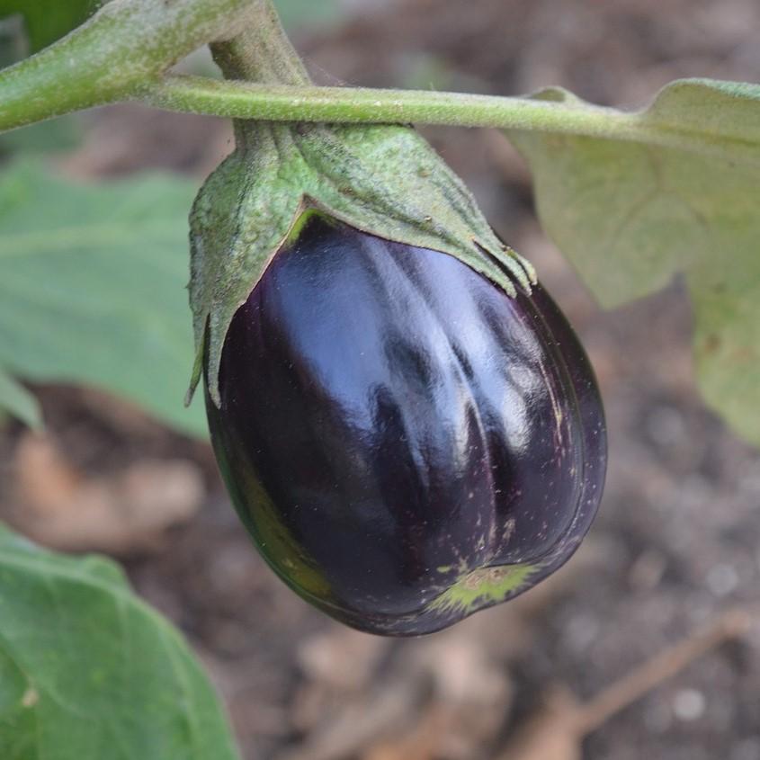 Solanum melongena 'Black Beauty' ~ Black Beauty Eggplant