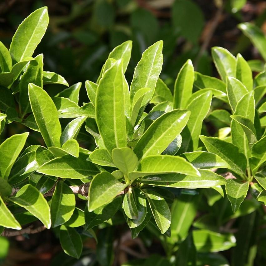 Viburnum odoratissimum 'Brant 01' PP30,449 ~ Coppertop™ Sweet Viburnum