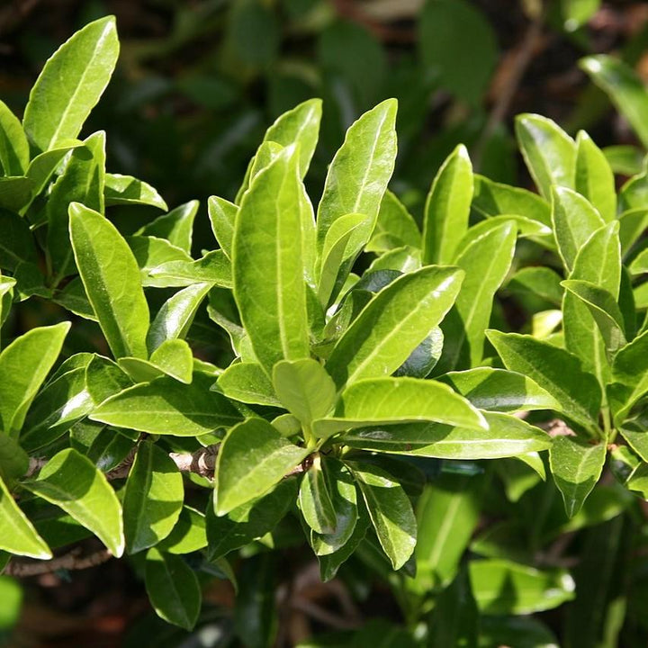 Viburnum odoratissimum 'Brant 01' PP30,449 ~ Coppertop™ Sweet Viburnum