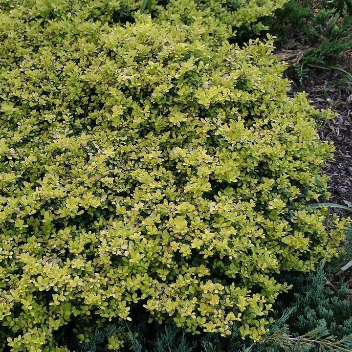 Ilex crenata 'Golden Helleri' ~ Golden Helleri Holly