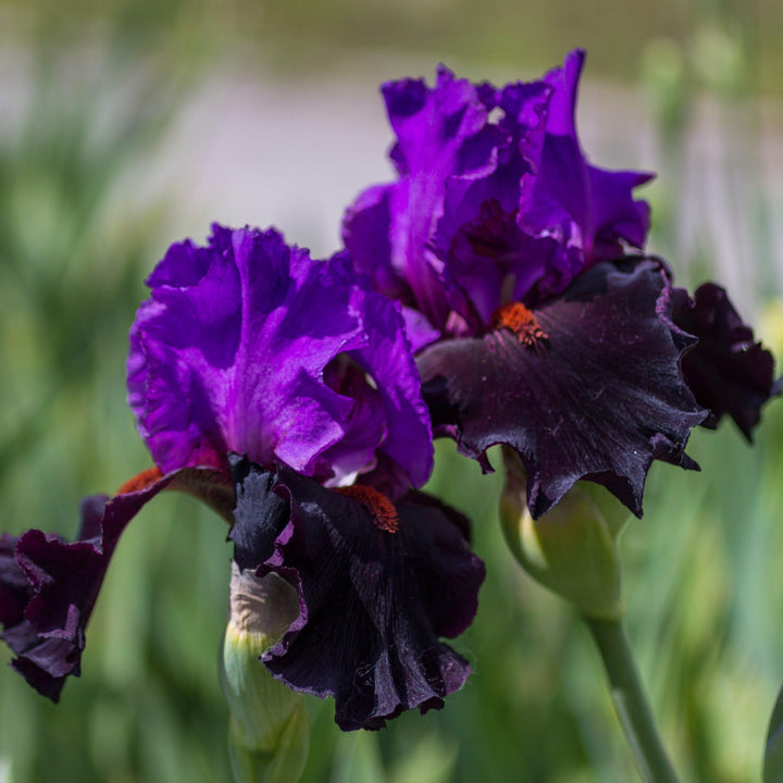 Iris germanica 'Sharp Dressed Man' ~ Sharp Dressed Man Bearded Iris