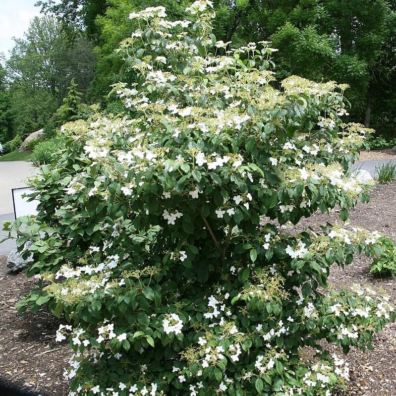 Viburnum plicatum var. tomentosum 'Summer Snowflake' ~ Summer Snowflake Viburnum