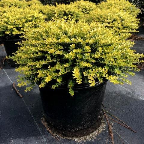 Ilex crenata 'Golden Helleri' ~ Golden Helleri Holly