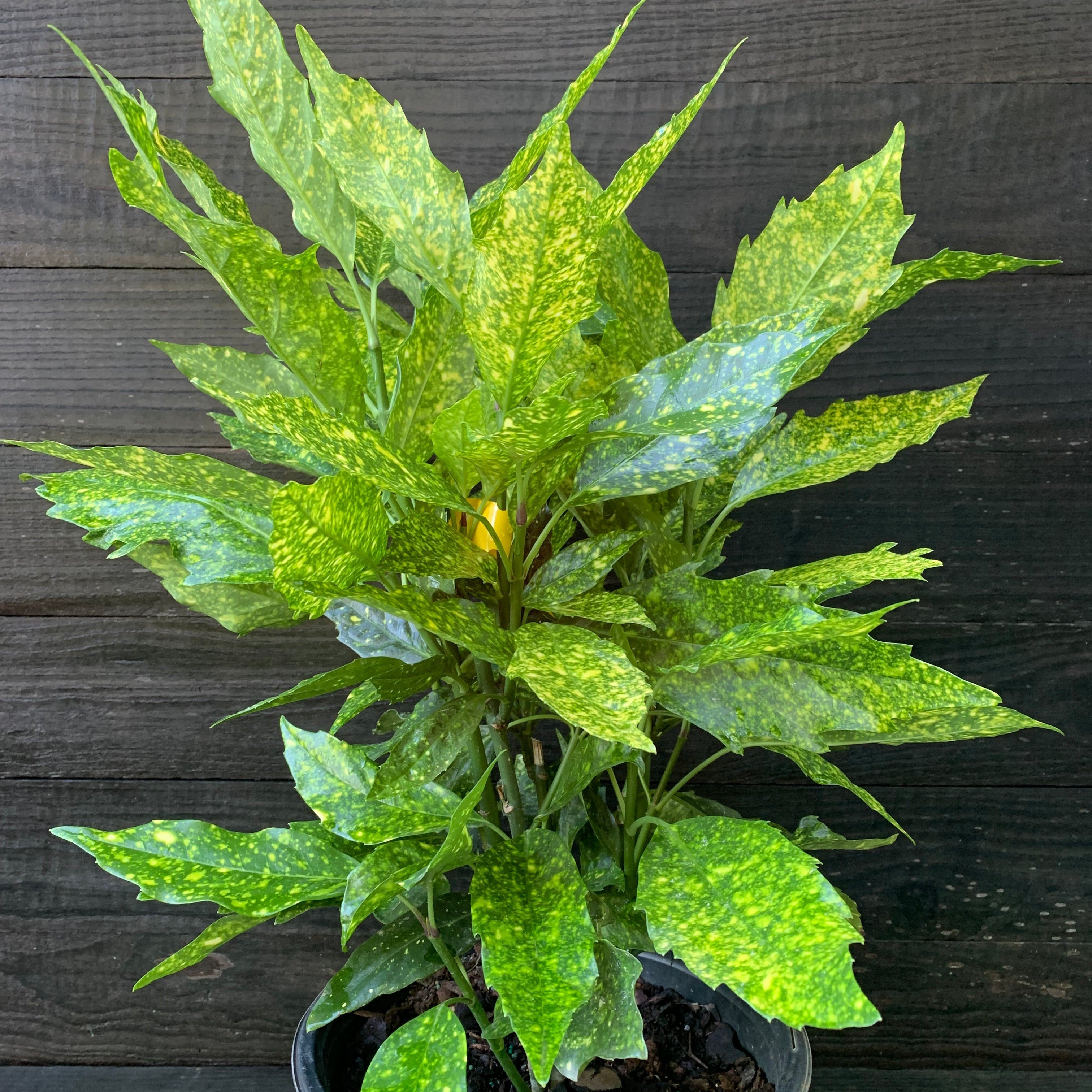 Aucuba japonica 'Variegata' ~ Gold Dust Aucuba, Gold Dust Laurel  Glass  Farm Nursery