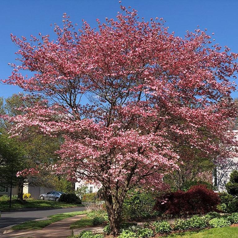 Cornus florida ~ Flowering Dogwood, Pink