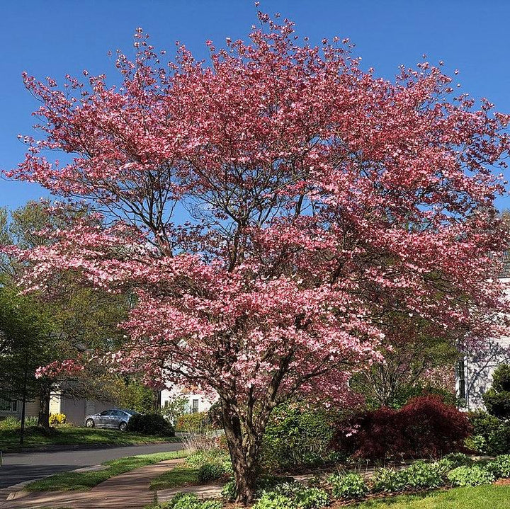 Cornus florida ~ Flowering Dogwood, Pink