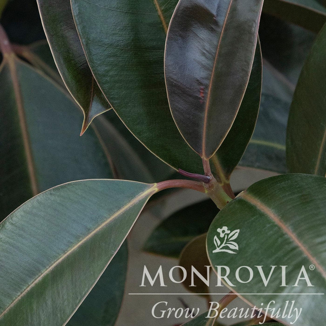 Ficus elastica 'Melany' ~ Monrovia® Melany Rubber Plant