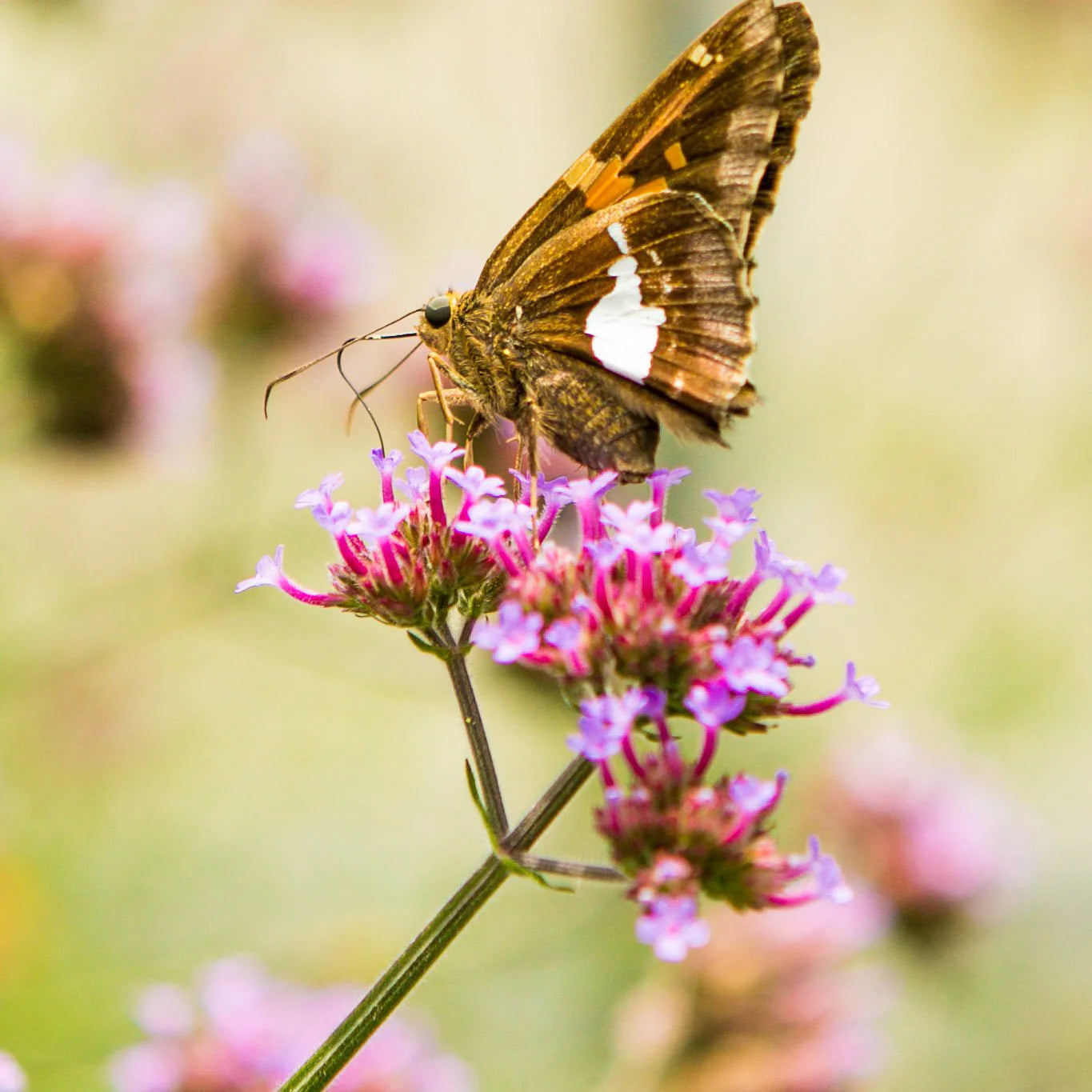 Butterfly Garden