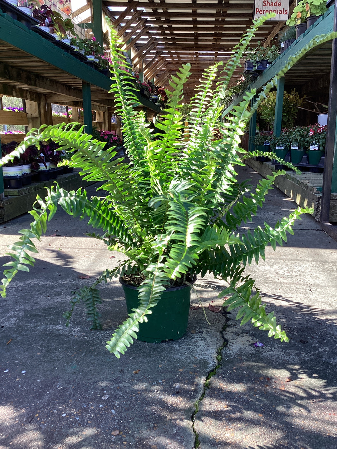 Macho or Kimberly Queen Fern (annual) 6”