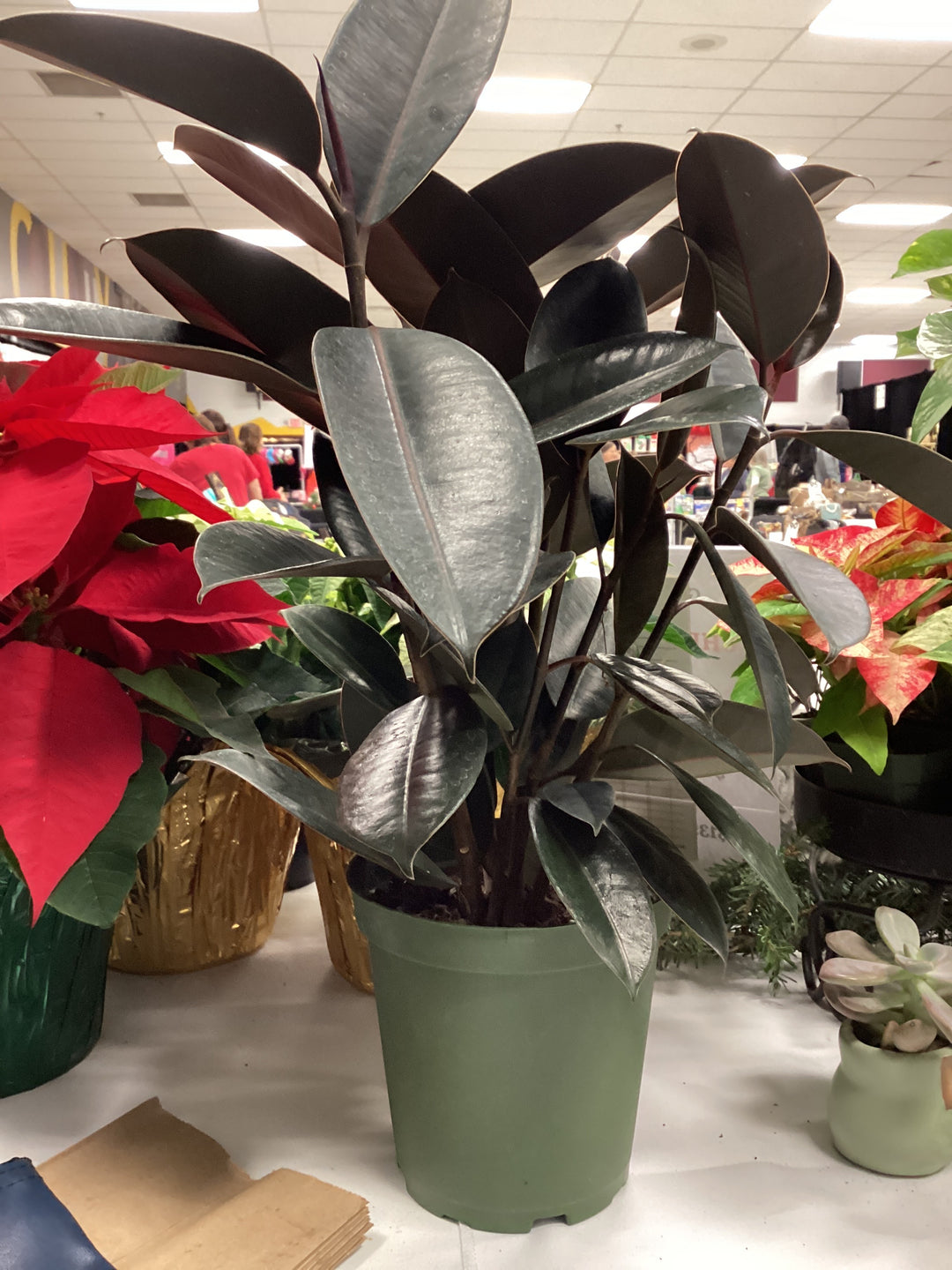 Rubber Tree - Houseplant 6"