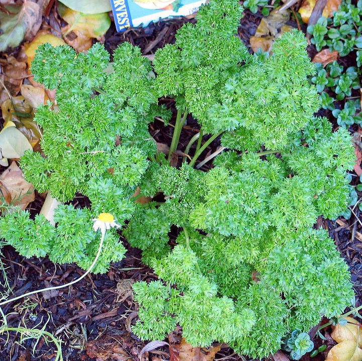 Petroselinum hortensis ~ Triple Curled Parsley