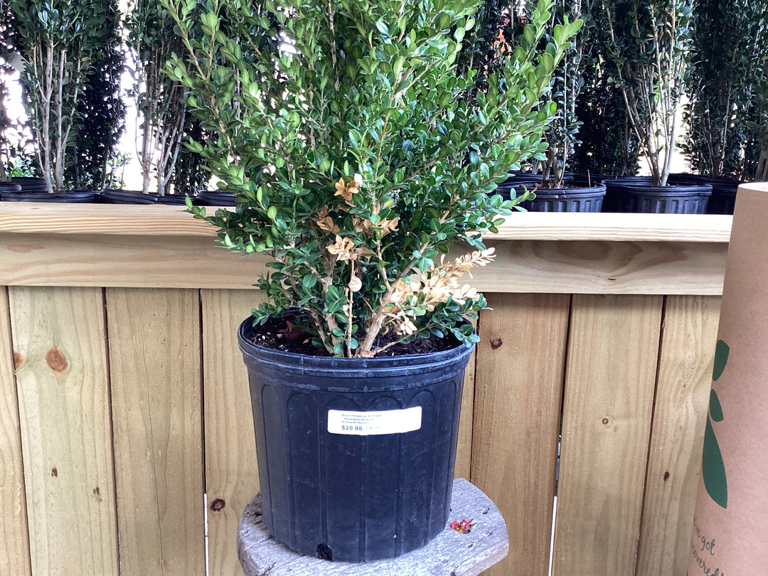 Wintergreen Boxwood - Buxus Microphylla