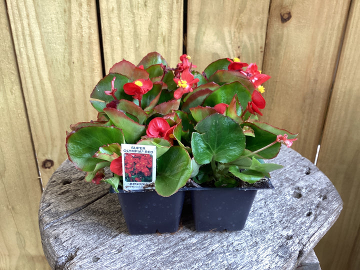 4 Pack Annual Flower (single)