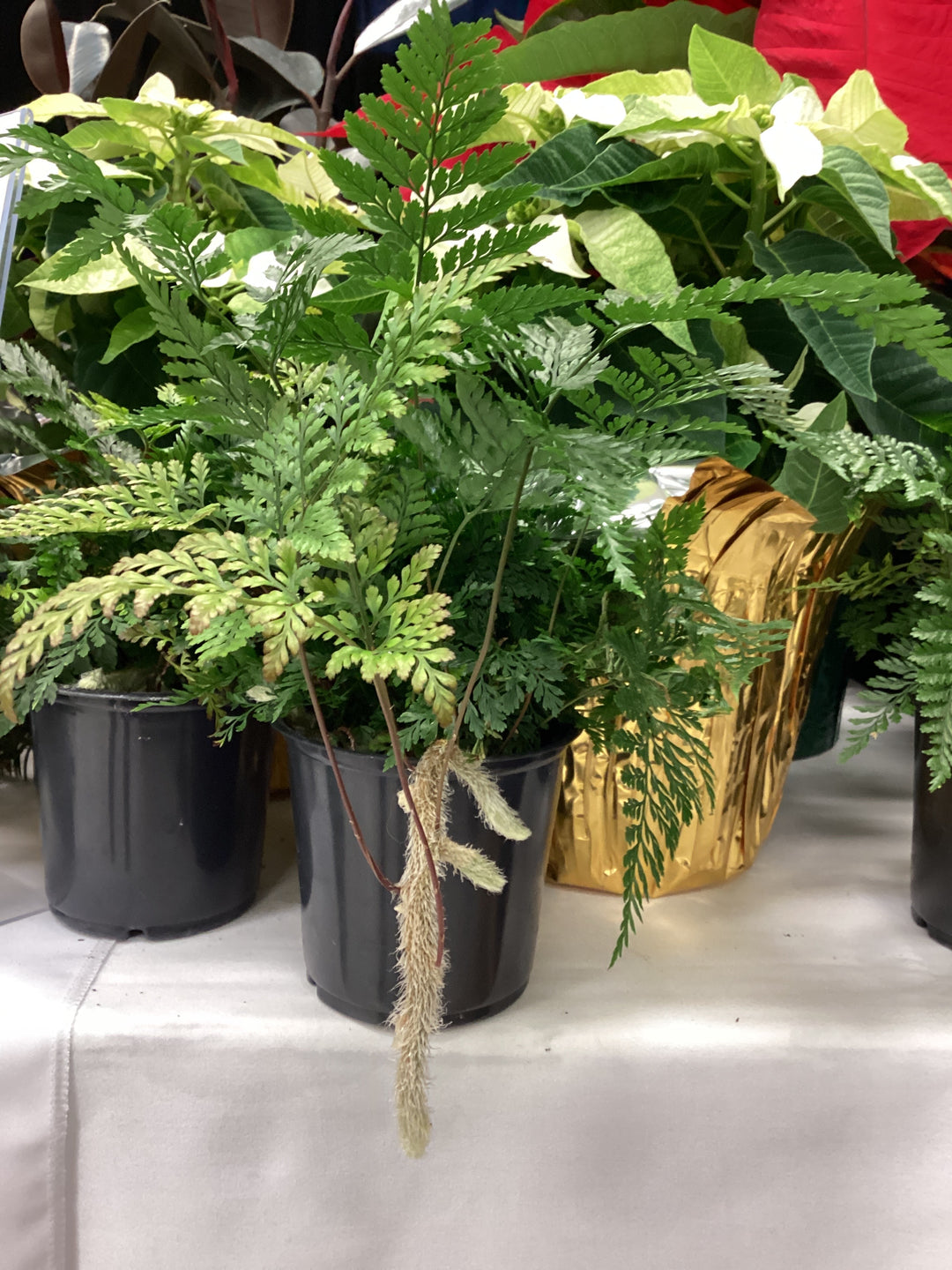 Fern - Houseplant - Rabbit Foot Fern